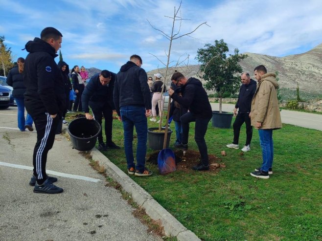 Требиње, пошумљавање - Фото: РТРС