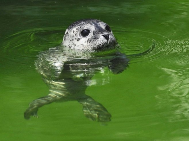 Беба фоке залутала у паб на Новом Зеланду (ВИДЕО)