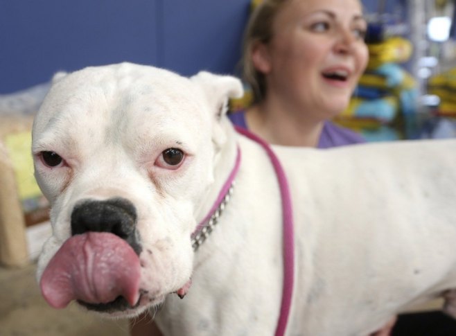 Пас Ози из Оклахоме оборио Гинисов рекорд за најдужи језик