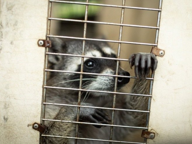 Ракун из продавнице алкохолних пића осумњичен и за друге "провале" (ВИДЕО)