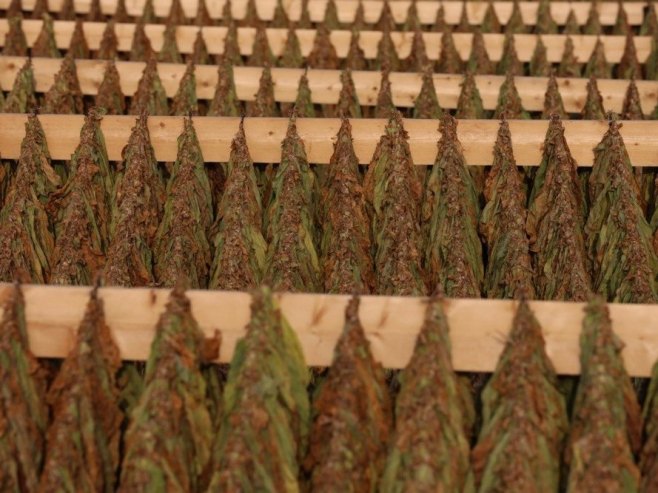 Овогодишња производња дувана у Семберији и посавини надмашила сва очекивања (ВИДЕО)