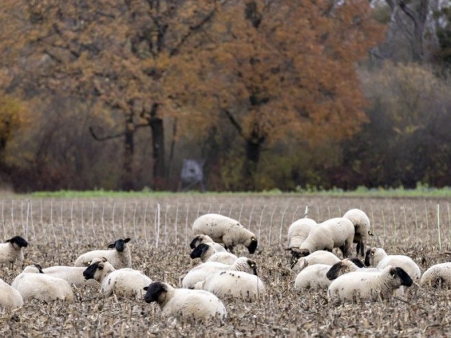 У Хрватској потврђена куга малих преживара, спроводе се хитне мјере