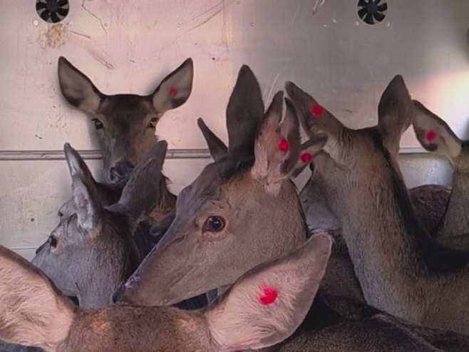 На планини Клековачи започет процес повратка јелена (ФОТО/ВИДЕО)