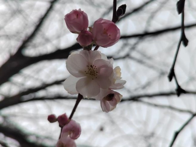 Необична појава у Приједору: Трешња процвјетала у децембру