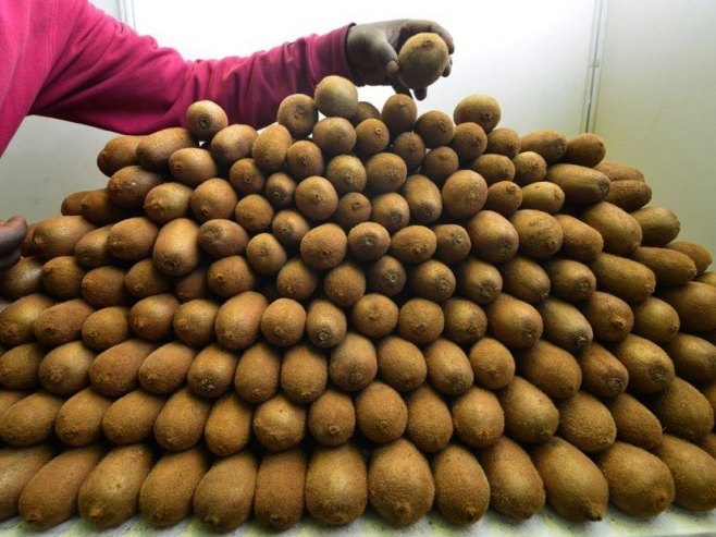 Србија: Забрањен увоз скоро 70 тона кивија из Сјеверне Македоније