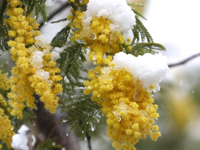 "Празник мимозе" у Херцег Новом од 13. до 28. фебруара