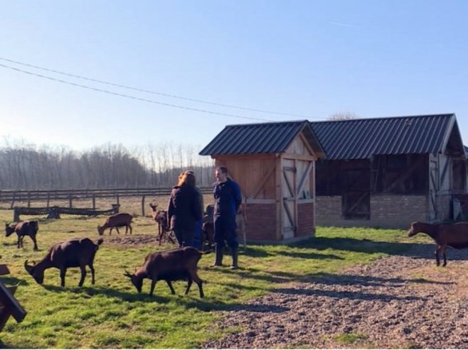 Млада ветеринарка остварила сан - отворила фарму алпских коза у Шамцу