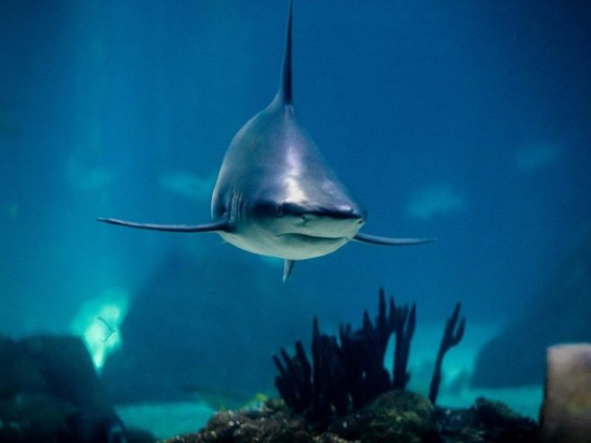 Сурфер повријеђен у четвртом нападу ајкуле у Аустралији за 48 сати