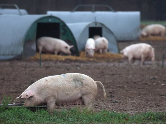 Свиње (фото: EPA/NEIL HALL - илустрација) - 