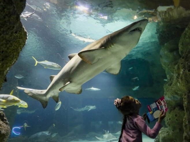 Аустралијски дјечак преминуо у болници након напада ајкуле у Сиднеју