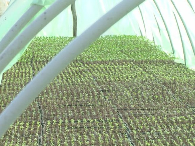 Семберски повртари започели расад раног поврћа (ВИДЕО)