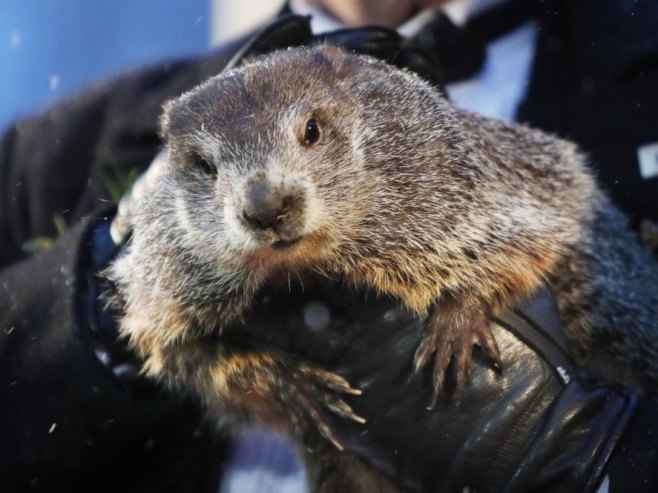 Мрмот Фил прогнозира - зима још шест недјеља