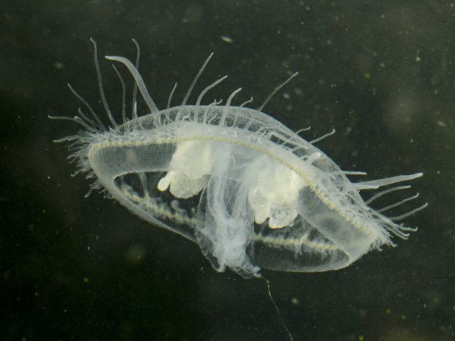 Снимљена џиновска фантомска медуза: Њене руке могу нарасти до 10 метара (ВИДЕО)