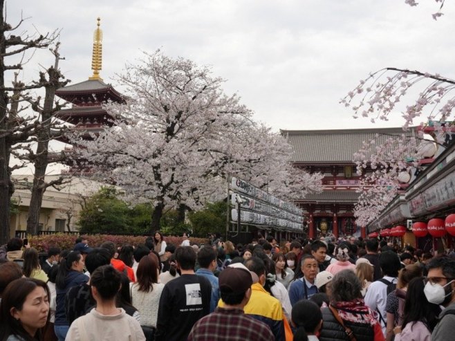 У Јапану отказан Фестивал трешњиног цвијета због непристојних туриста