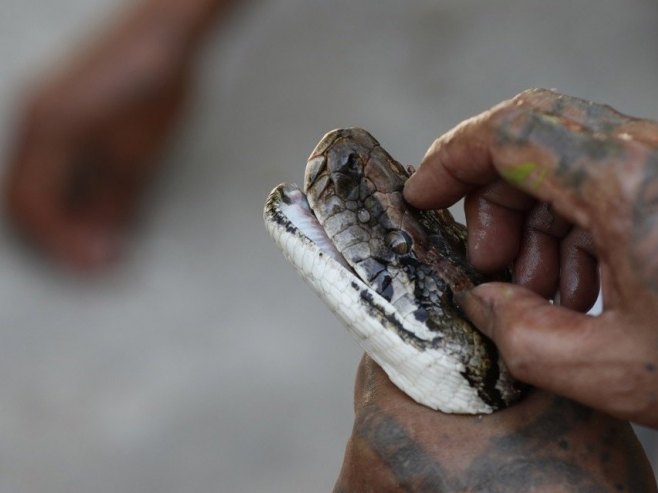 Индонежански питон ушао у Гинисову књигу рекорда као најдужа измјерена дивља змија