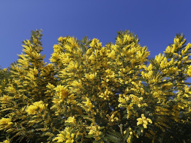 Отворен 57. "Празник мимозе" у Херцег Новом