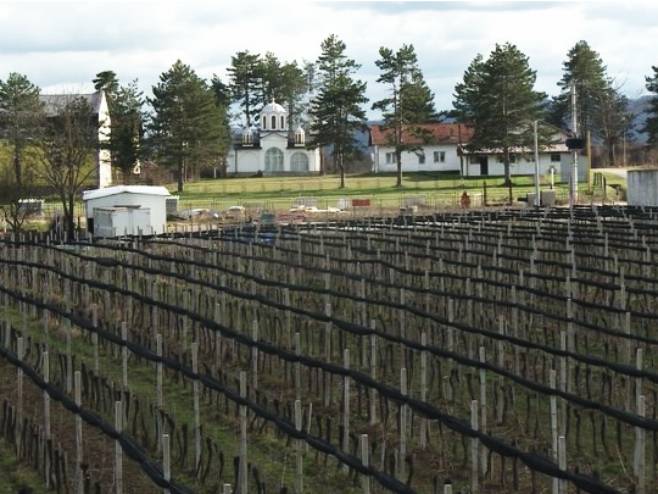 Свети Трифун обиљежили и виноградари на обронцима Мајевице (ВИДЕО)