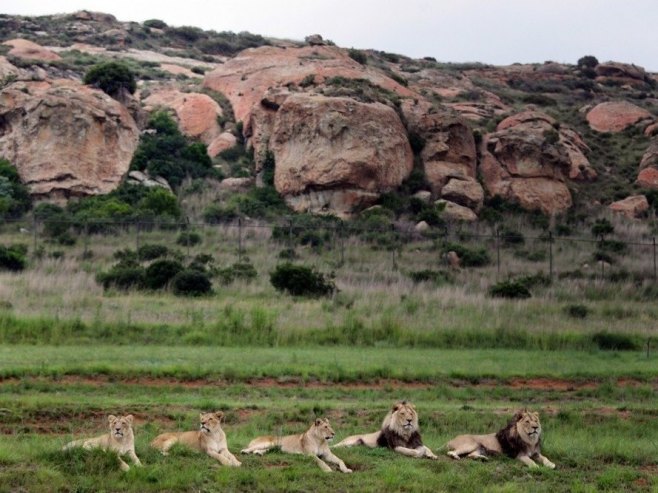 Лавови живјели на територији Јапана у далекој прошлости