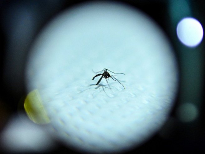 Чикунгуња грозница се шири Европом, вирус преносе комарци