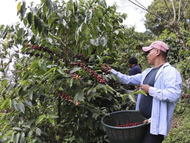 Узгој кафе на удару климатских промјена