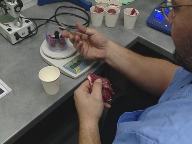 У Српској нема ни једног жаришта афричке куге свиња (ВИДЕО)