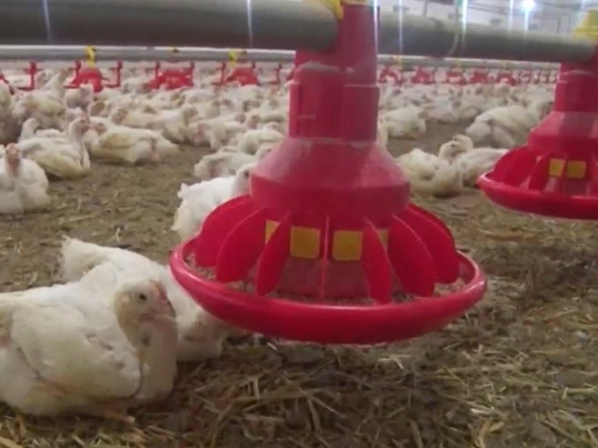 Живинарски сектор Српске једанод најорганизованијих у домаћој пољопривреди (ВИДЕО)