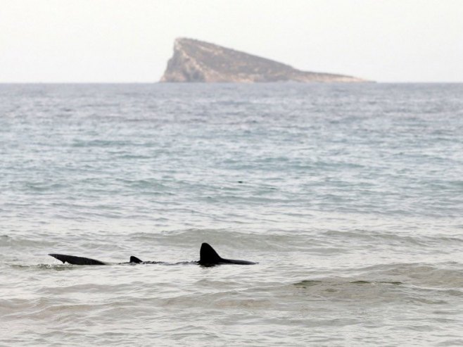 Друга по величини врста ајкуле спажена код хрватског острва Црес (ВИДЕО)