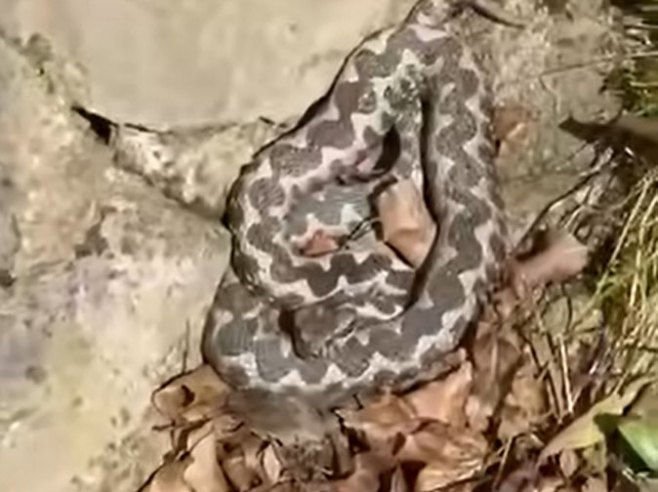 Поскок снимљен у Бањалуци, стручњаци поручују - нема разлога за панику (ВИДЕО)