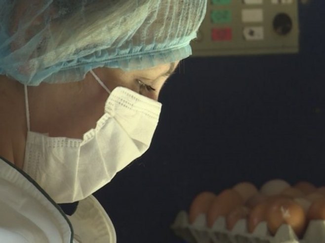 Због птичијег грипа еутаназирано 62.000 перади на фарми у Петрову; Појачан надзор на свим фармама