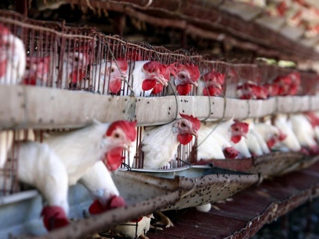 У Црној Гори потврђен први случај птичијег грипа