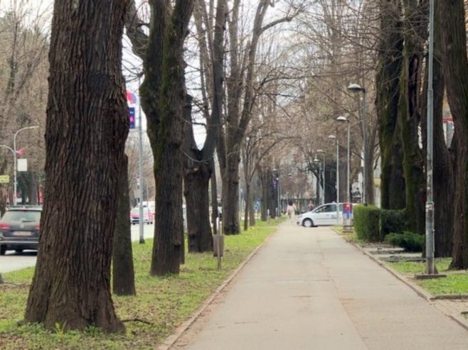 Алеје један од најпрепознатљивих симбола Бањалуке (ВИДЕО)