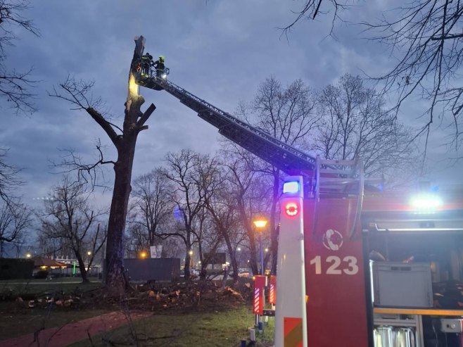Гром ударио у дрво у Парку "Младен Стојановић", интервенисали ватрогасци (ФОТО)