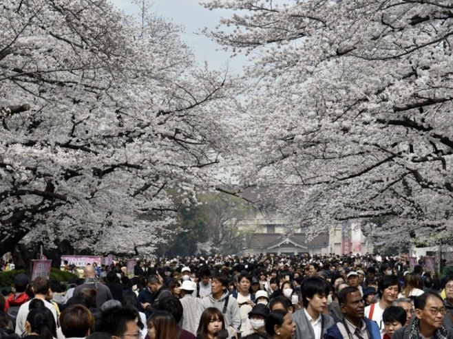 Званично проглашен почетак цвјетања трешње у Јапану, најраније од када се води евиденција