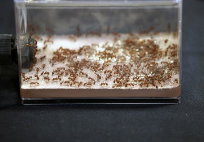 Кенијац оптужен за шверц мрава