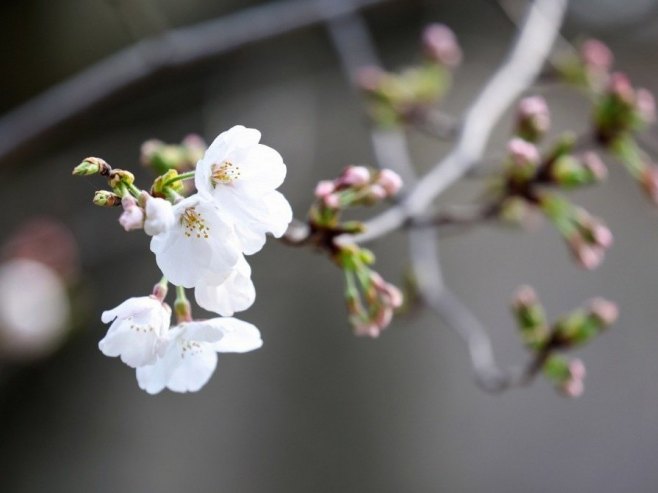 Сезона цвјетања трешње у Токију почела раније него иначе