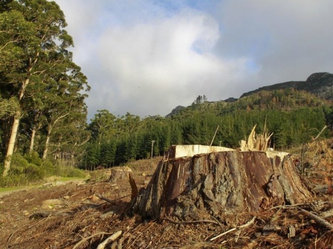 Може ли нови менаџмент увести дисциплину у шумска газдинства и зауставити негативне трендове? (ВИДЕО)