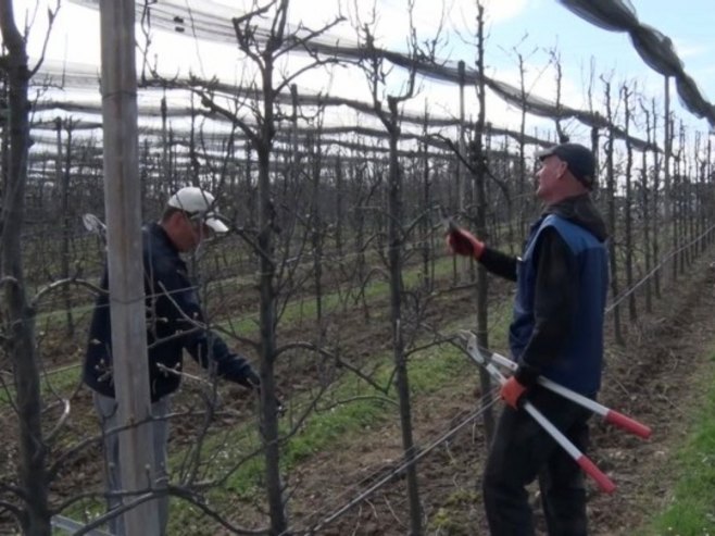 Воћари завршили зимску резидбу од које, дијелом, зависе и приноси у предстојећој сезони