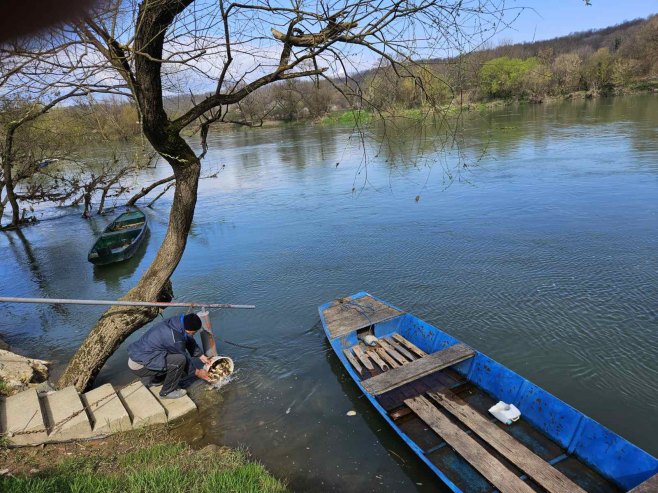 Уна порибљена са 56 килограма шарана