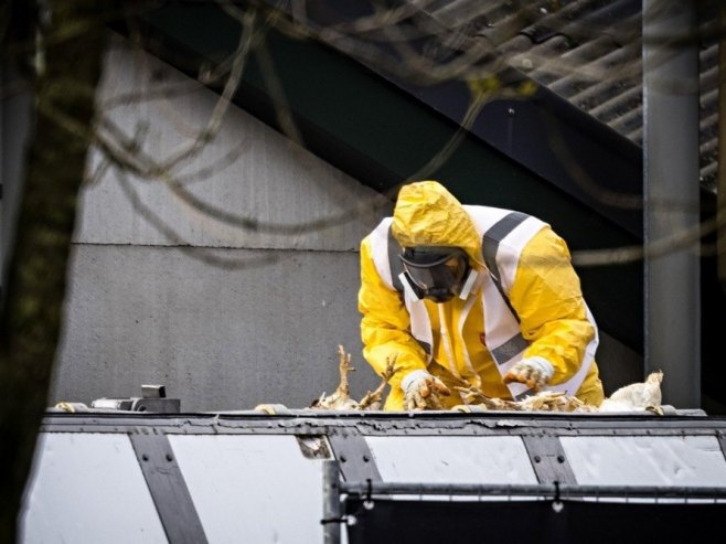 Први случај птичјег грипа код људи у Европи потврђен у Италији