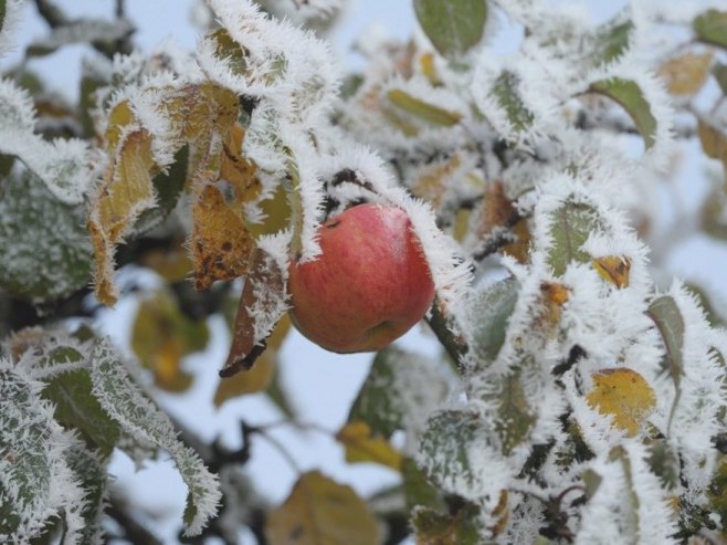 Снијег и мраз у прољеће - јесу ли се воћари прилагодили временским неприликама? (ВИДЕО)