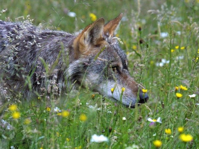 Вук угризао жену у Хамбургу