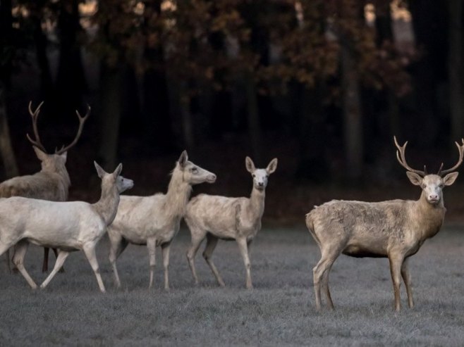 Хумано и храбро дјело Јована Илића - из хладне и набујале Крижевице спасио срну (ВИДЕО)