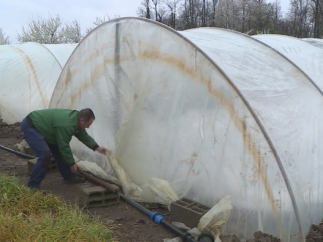 Вишедневне падавине и ниске температуре, задале невоље пољопривредницима