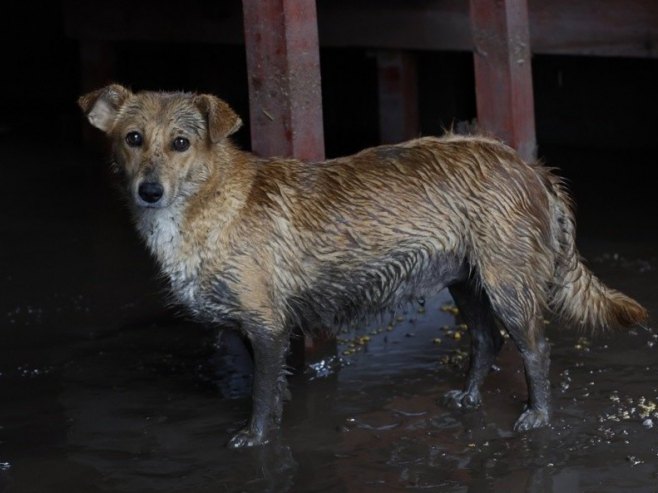 У Азилу на Мањачи нехумани услови за живот и боравак животиња