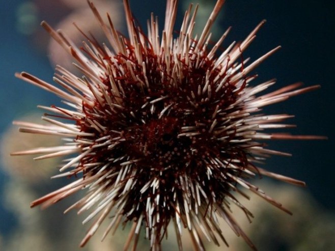 Човјек ухваћен у криволову са 2.500 морских јежева на Евији