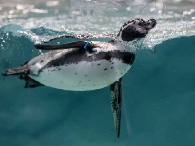 Царским пингвинима пријети изумирање