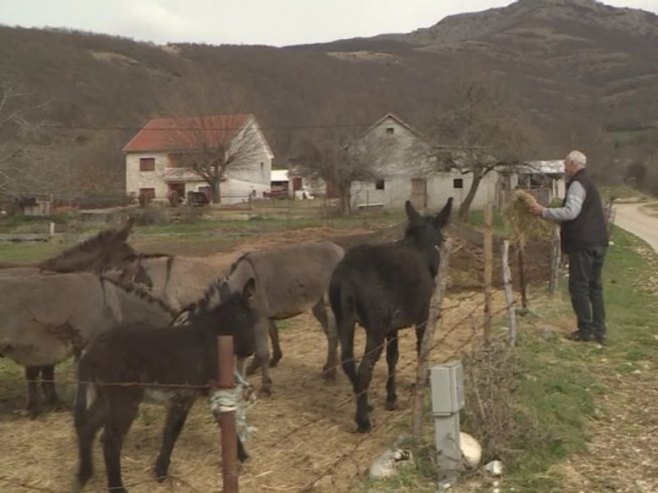 Добро Лучић једини узгајивач магараца на просторима Херцеговине (ВИДЕО)