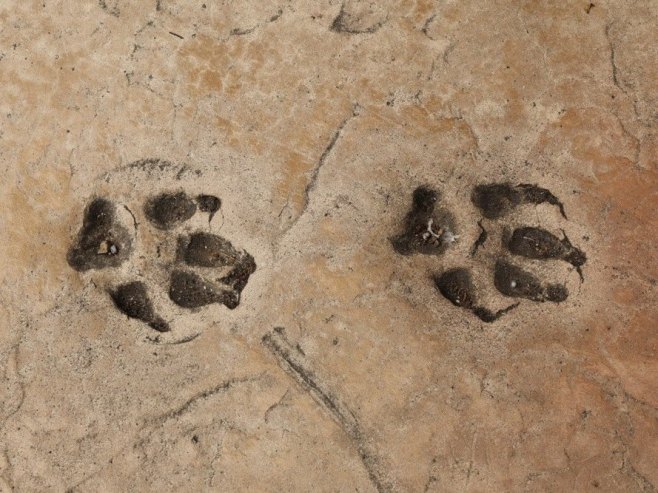 Расте број вукова у Холандији, ДНК анализа открила 131 јединку