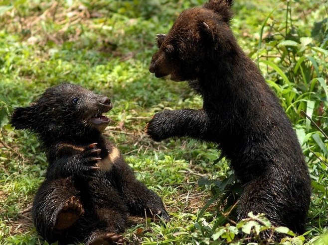 Медвјед примјећен у Сјеверној Македонији, становници упозорени на опрез