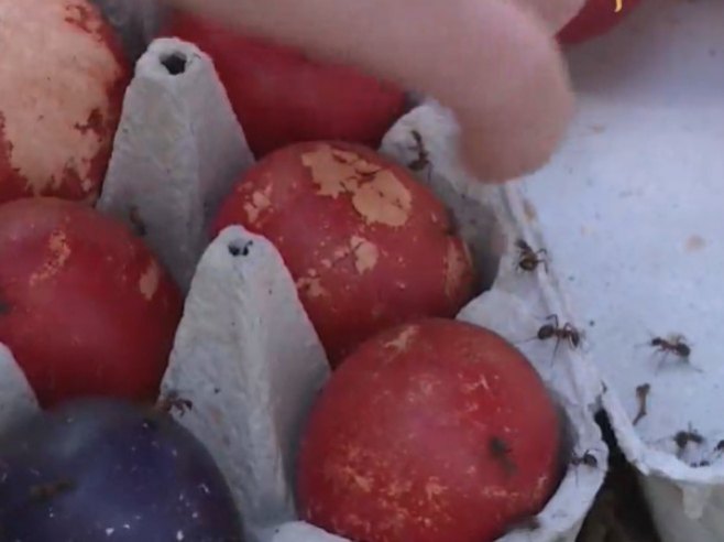 Берковићи код Чајнича: И мрави шарају васкршња јаја (ВИДЕО)